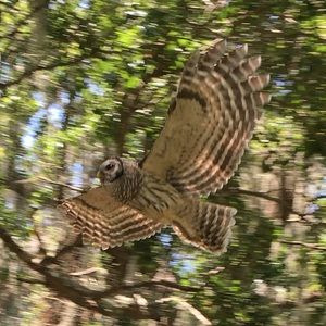 Meet your Posher, Annette